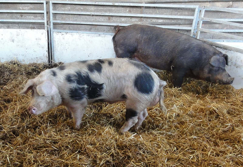Les porcs de Bayeux